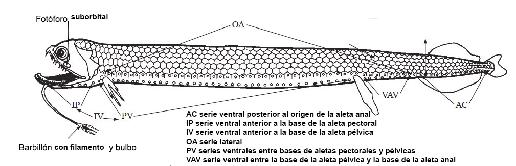 Familia Stomiidae_001.jpg